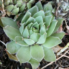 Sempervivum