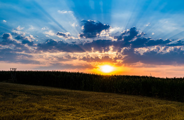 Maisfeld Sonnenuntergang