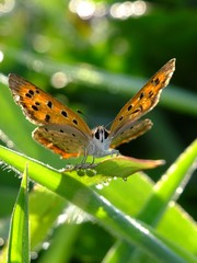 with the morning dew