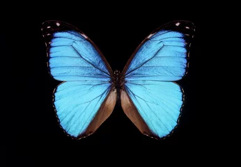 Cercles muraux Papillon Papillon bleu