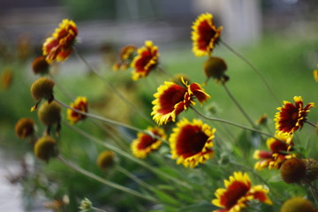 колоритные ромашки - гайлардия на ветру, на размытом фоне. (фон, блюр, сбоку)