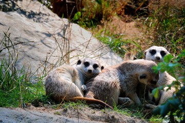 Meerkat