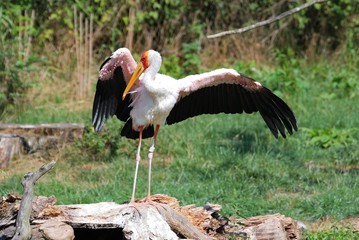 Stork
