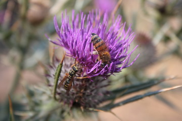 Ape su cardo, ape contro vespa, ape a lavoro.