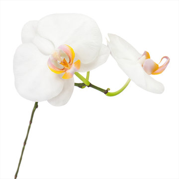 White ochid isolated on white background.