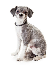 Adorable Havanese Crossbreed Dog Sitting