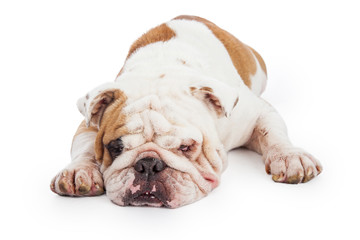 Cute and Tired Bulldog Laying