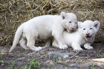 Fototapeta na wymiar A Pride of White Lion Cubs