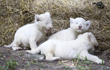 A Pride of White Lion Cubs