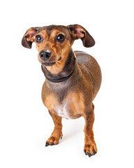 Small Dachshund Mixed Breed Dog Standing