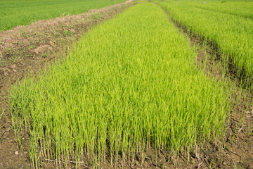 rice seedlings field