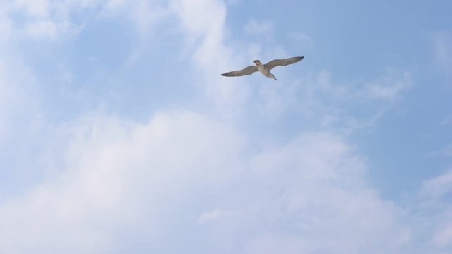 Hovering seagull against blue sky slowmo