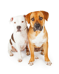 American Staffordshire and Large Mixed Breed Dogs Sitting Togeth