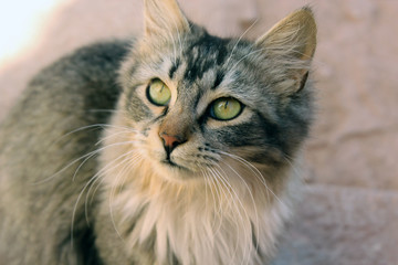 Beautiful cat with beautiful eyes