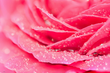 Pink rose petal with water drop,nature abstract concept.
