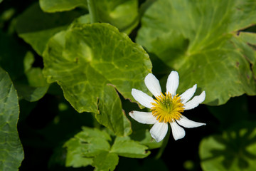 Isolated Marsh Marigold in the San Juan mountains