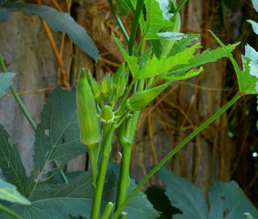 okra on tree in garden