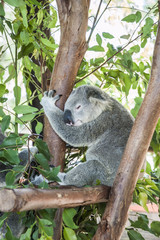 Sleepy koala resting in a tree
