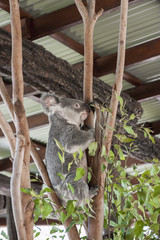 Koala grimpant à un arbre