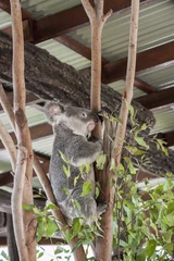 Papier Peint photo autocollant Koala Koala grimpant à un arbre