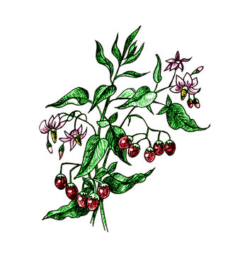 Solanum dulcamara. Botany