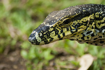 Head of a monitor lizard
