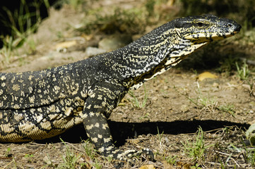 Beautiful monitor lizard