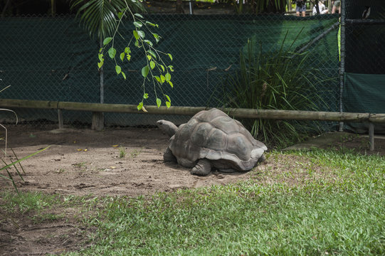 Giant turtle photographed in a zoo