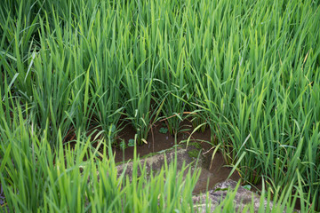 Obraz premium rice leaves