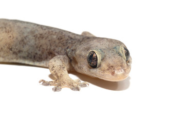 wall-lizard with rough and grain bady, isolated on white background
