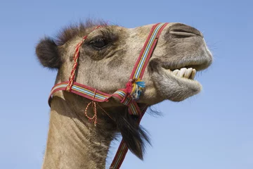 Crédence de cuisine en verre imprimé Chameau Portrait of a traditional transport camel