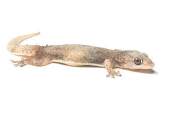 wall-lizard with rough and grain bady, isolated on white background
