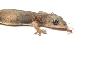 wall-lizard and ant with rough and grain bady, isolated on white background
