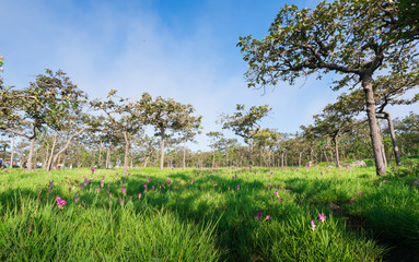 Obraz premium meadow and siam tulip in dry dipterocarp forest
