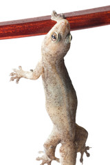 One Small Gecko Lizard and Wood on a White Background
