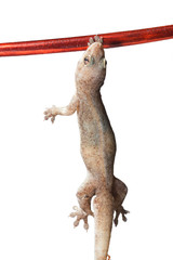 Naklejka premium One Small Gecko Lizard and Wood on a White Background 