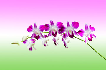 Fototapeta na wymiar Pink and white orchid flower