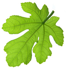 Fig leaf