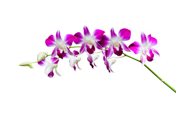 Fototapeta na wymiar Pink and white orchid flower