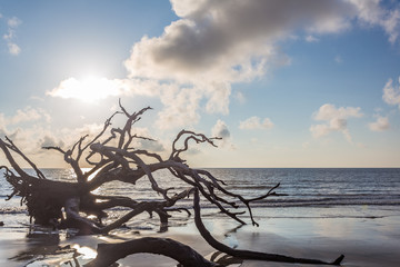 Fototapeta premium Driftwood Beach, Jekyll Island Georgia