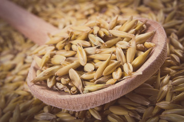 Vintage photo, Organic oat grains with wooden spoon, healthy nutrition