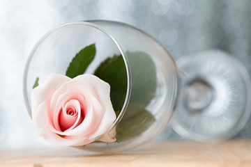 pink rain lily flower