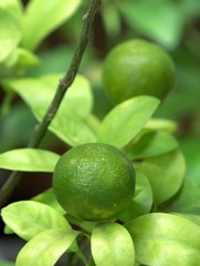 Thai green lemon Tree