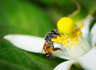 bee