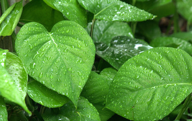 drops of dew on a green leaf
