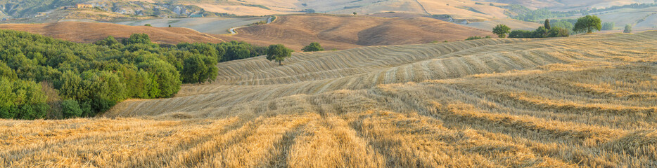 harvest and wheats field in Tuscany in the morning in Italy