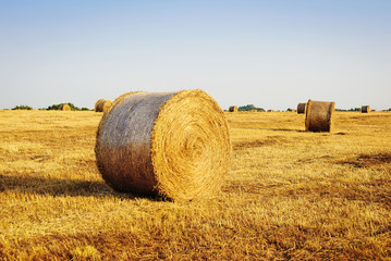 Hay bail harvesting in golden field landscape