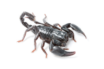 scorpion young with white background