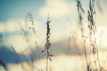 Macro image of wild grasses at sunset, small depth of field