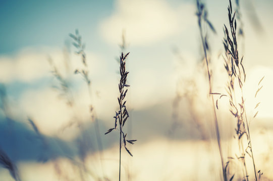 Macro image of wild grasses at sunset, small depth of field